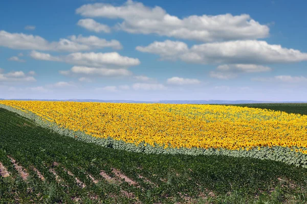 Soja en de zonnebloem veld zomer seizoen landschap — Stockfoto