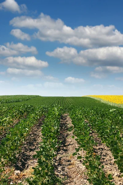 Sojový pole zemědělství letní seasom — Stock fotografie
