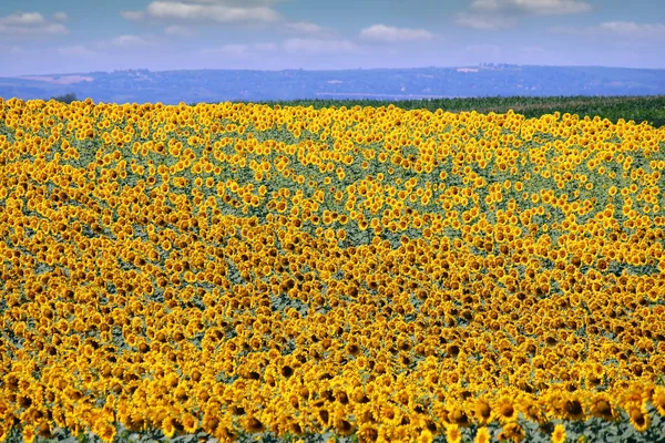 Słonecznikowe pole sezon letni krajobraz rolnictwa — Zdjęcie stockowe