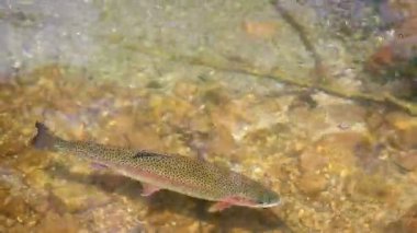 bir açık dağ dere alabalığı yüzüyor 