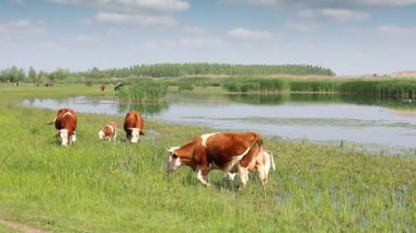 İnekler ve Mera Nehri yakınında üzerinde bahar mevsimi danaların