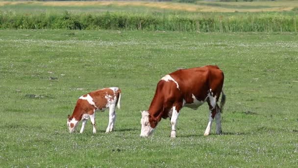 Vaca Ternero Estación Primavera Pastos — Vídeo de stock