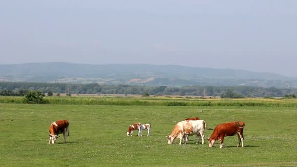 奶牛和小牛在牧场景观春季季节 — 图库视频影像