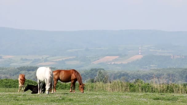 Cavalli Puledri Pascolo Stagione Primaverile — Video Stock