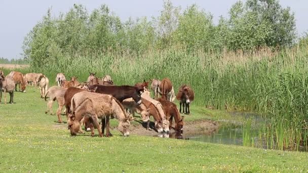Herd Donkeys Drinks Water Pond — Stock Video