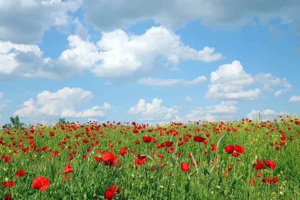 Blå himmel med moln över vallmo blomma fältet landskap våren — Stockfoto