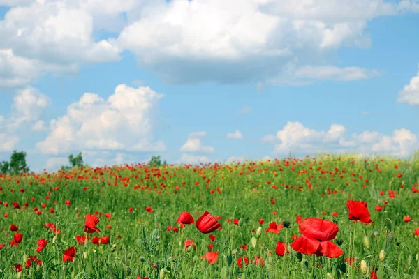 Amapolas flor prado y cielo azul paisaje primavera temporada —  Fotos de Stock