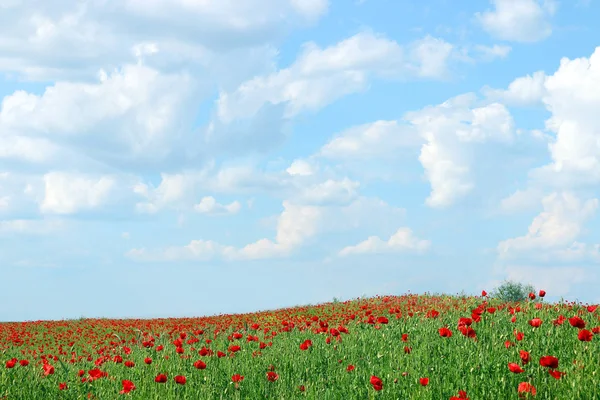 Czerwone maki kwiat pole i błękitne niebo pejzaż sezon wiosna — Zdjęcie stockowe