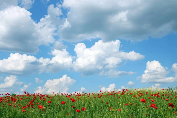 Amapolas rojas flor prado y cielo azul paisaje primavera temporada — Foto de Stock