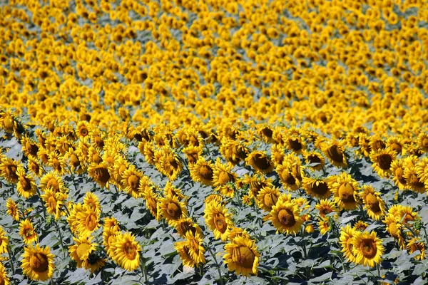 Соняшникове поле літнє ландшафтне сільське господарство — стокове фото