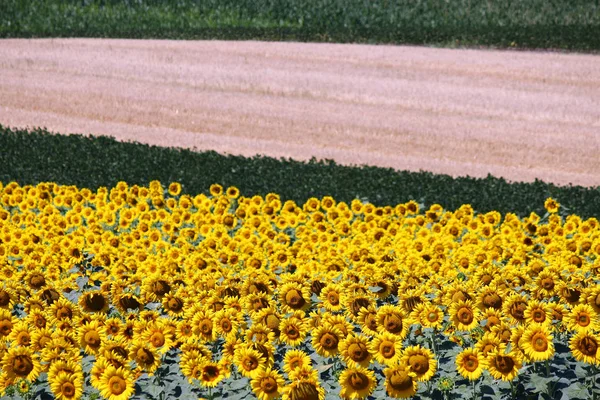 Zonnebloem veld zomer seizoen landschap platteland — Stockfoto