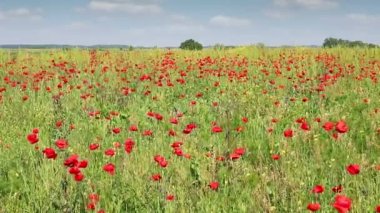 haşhaş çiçek alan bahar mevsimi