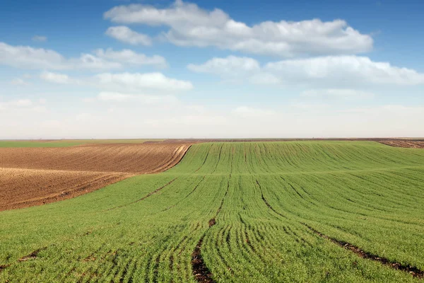 Giovane grano verde e campo arato primavera paesaggio agricoltura — Foto Stock