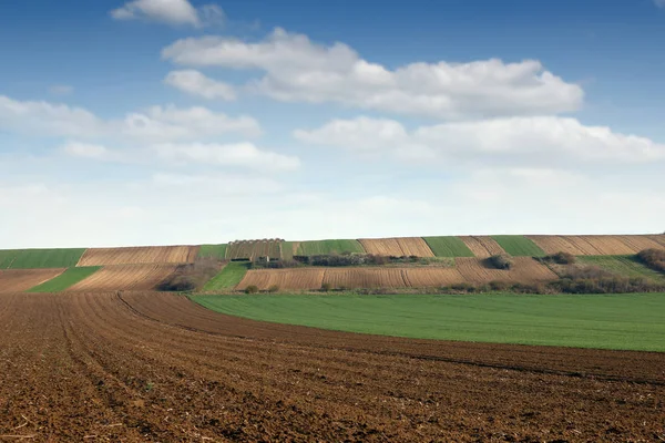 Trigo verde e campo arado paisagem agrícola agricultura — Fotografia de Stock