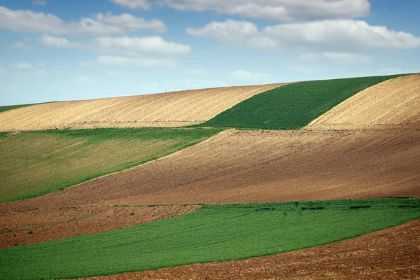 Gepflügtes und grünes Weizenfeld auf Hügellandschaft — Stockfoto