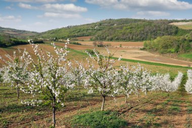 Vişne Bahçesi peyzaj bahar mevsimi