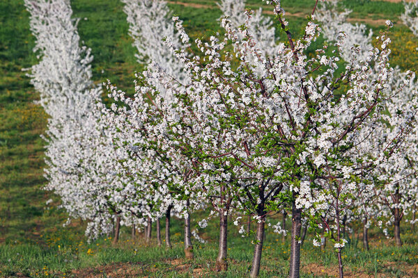 cherry orchard trees landscape spring season