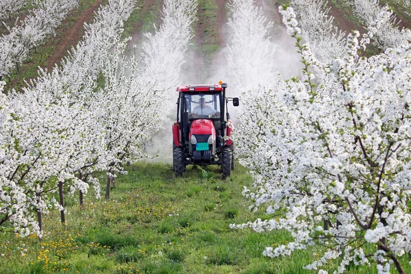 Insekticid spreje traktor v zemědělství Višňový sad — Stock fotografie