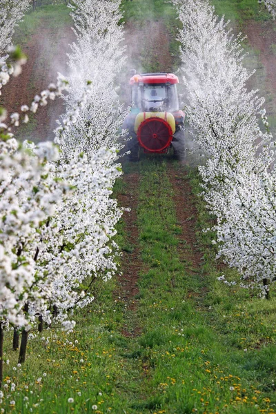 tractor sprays insecticide in orchard agriculture