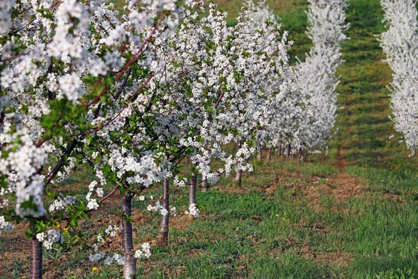 Весенний вишневый сезон — стоковое фото
