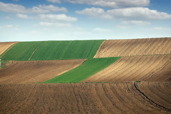 Grüner Weizen und gepflügte Felder — Stockfoto