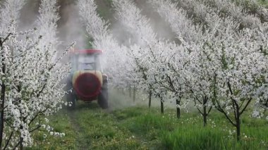 Traktör spreyler insektisit vişne bahçesi içinde