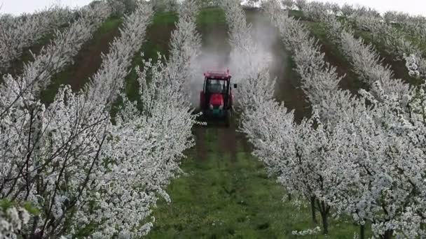 Tractor Sprays Insecticide Cherry Orchard Spring Season — Stock Video