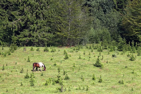 Cavallo al pascolo su una montagna vicino al paesaggio forestale — Foto Stock