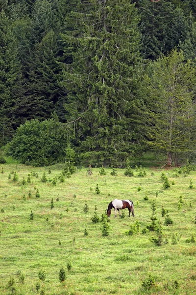 Ormanı yakınlarında bir dağ üzerinde otlatma at — Stok fotoğraf