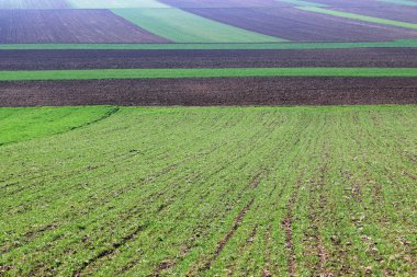 Genç yeşil buğday ve sürülmüş alanlar doğa arka plan