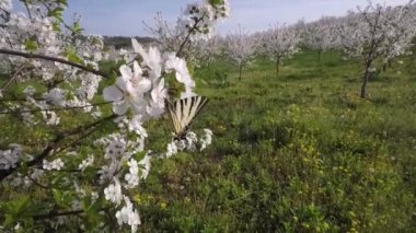 meyve ağacı çiçek bahar mevsimi kelebek