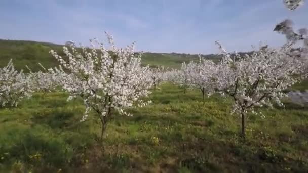 Cherry Orchard Lente Seizoen — Stockvideo
