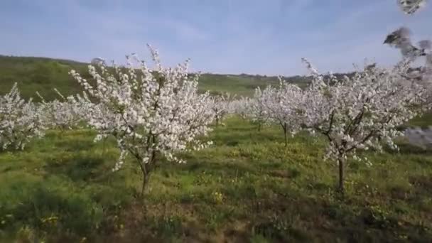 Huerto Cerezo Temporada Primavera — Vídeos de Stock