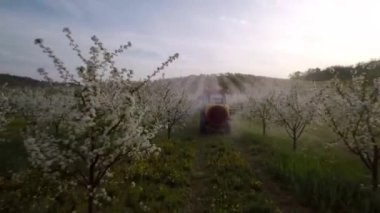 Traktör spreyler insektisit meyve bahçesi içinde 