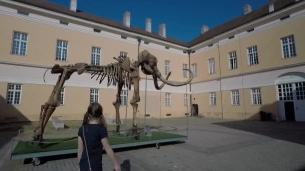 Liten Flicka Klockor Mammut Skelettet — Stockvideo