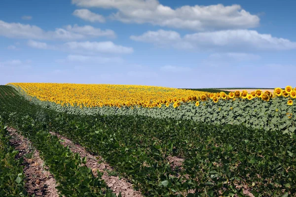 Sojabohnen und Sonnenblumen Feldlandschaft Sommersaison — Stockfoto