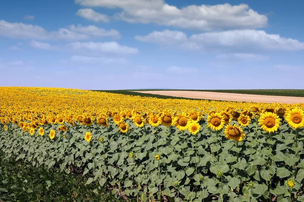 Zonnebloem veld landschap landbouw zomerseizoen — Stockfoto