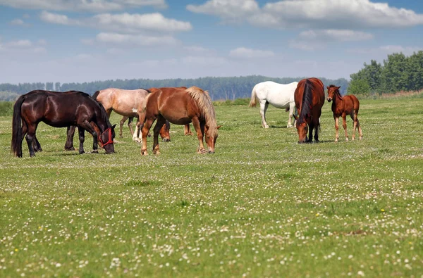 Troupeau de chevaux en pâturage printemps saison — Photo