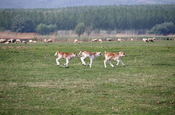 Tres terneros jóvenes corren por el campo — Foto de Stock