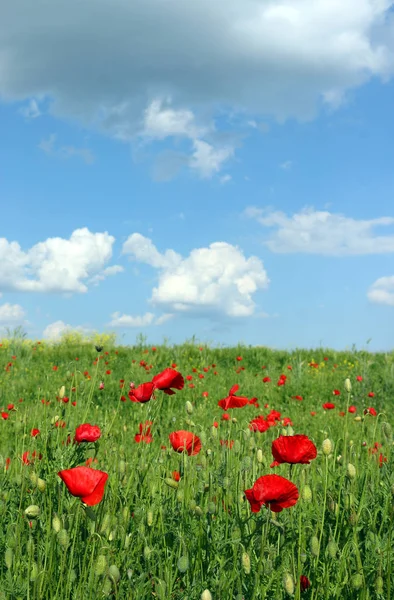 Meadow with poppies flowers and  blue sky spring landscape — Stock Photo, Image