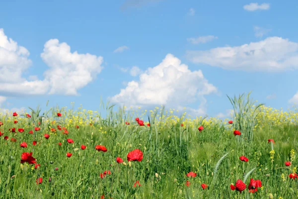 Klaprozen bloemen en witte wolken op blauwe lucht landschap — Stockfoto