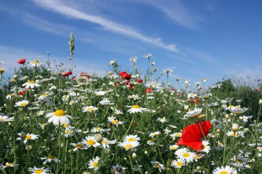 Baharda papatya ve gelincik çiçeği tarlası 
