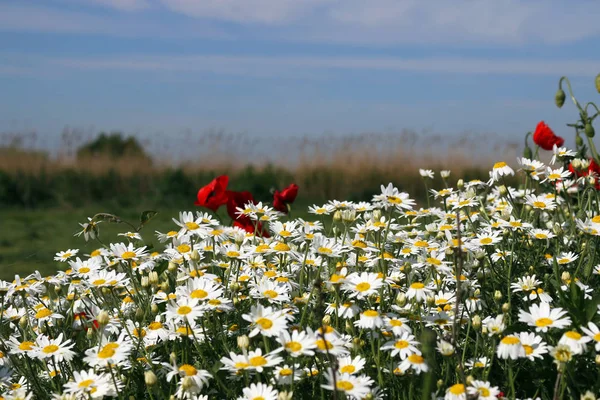 Kamille bloemen veld in het voorjaar — Stockfoto