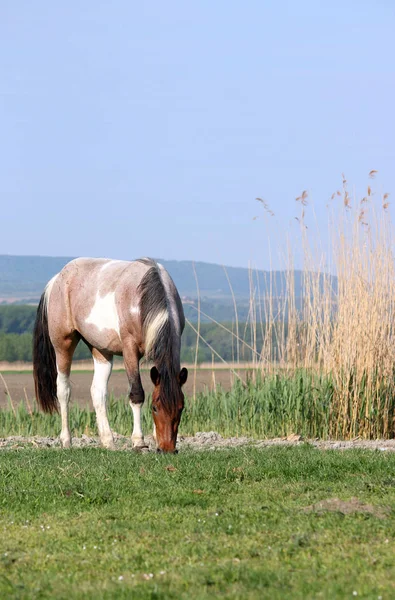 The horse grazes the grass in the meadow in the spring — 스톡 사진