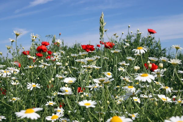 White chamomile and red poppy flowers field in spring — Stock Photo, Image