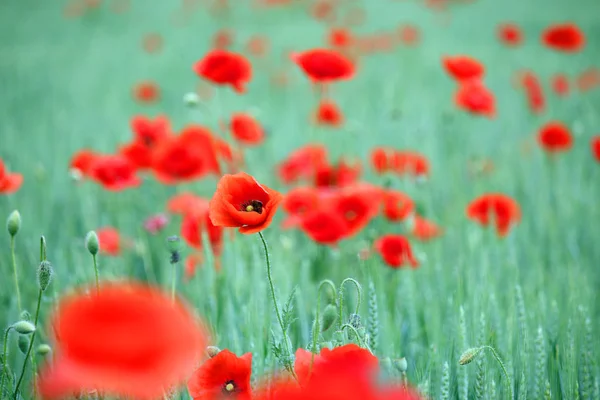 Våren äng med vallmo blommor landskap — Stockfoto