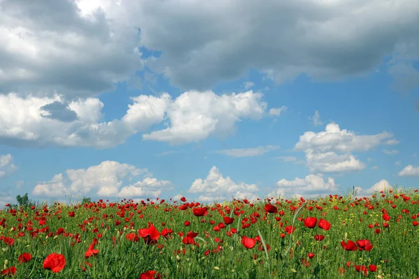 Haşhaş çiçekleri ve bulutlarla dolu mavi gökyüzü. — Stok fotoğraf
