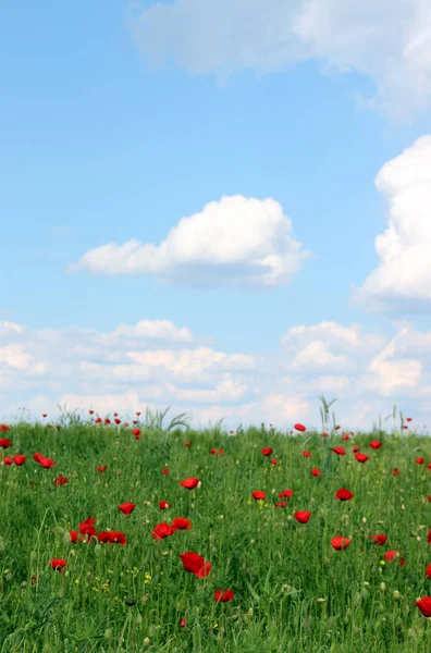 Poppies flowers and  blue sky in spring — Stock Photo, Image