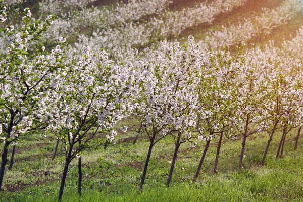 Višňový sad v zemědělství krajina na jaře — Stock fotografie