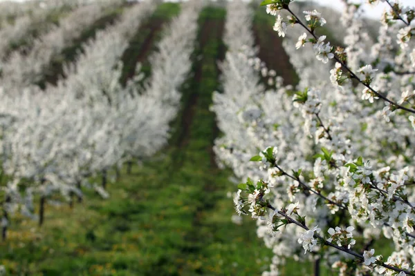 Třešňový sad v jarní sezóně krajina zemědělství — Stock fotografie